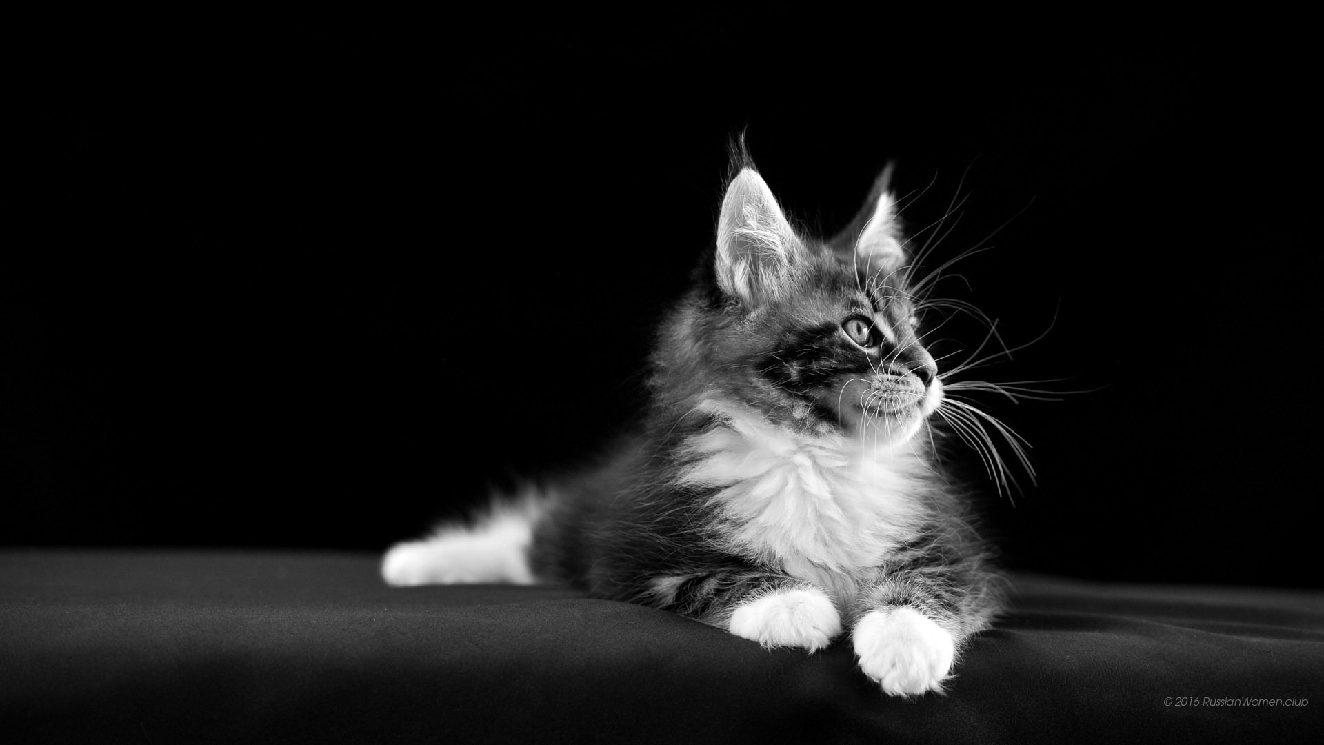 fondo de pantalla para teléfono inteligente descarga gratuita,gato,gatos pequeños a medianos,bigotes,felidae,en blanco y negro