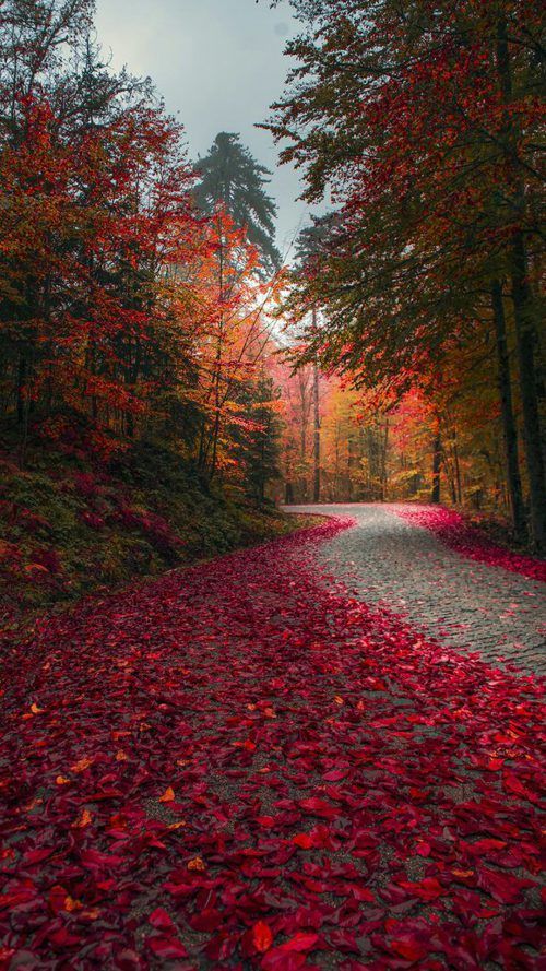 wallpaper for smartphone free download,red,natural landscape,nature,tree,leaf