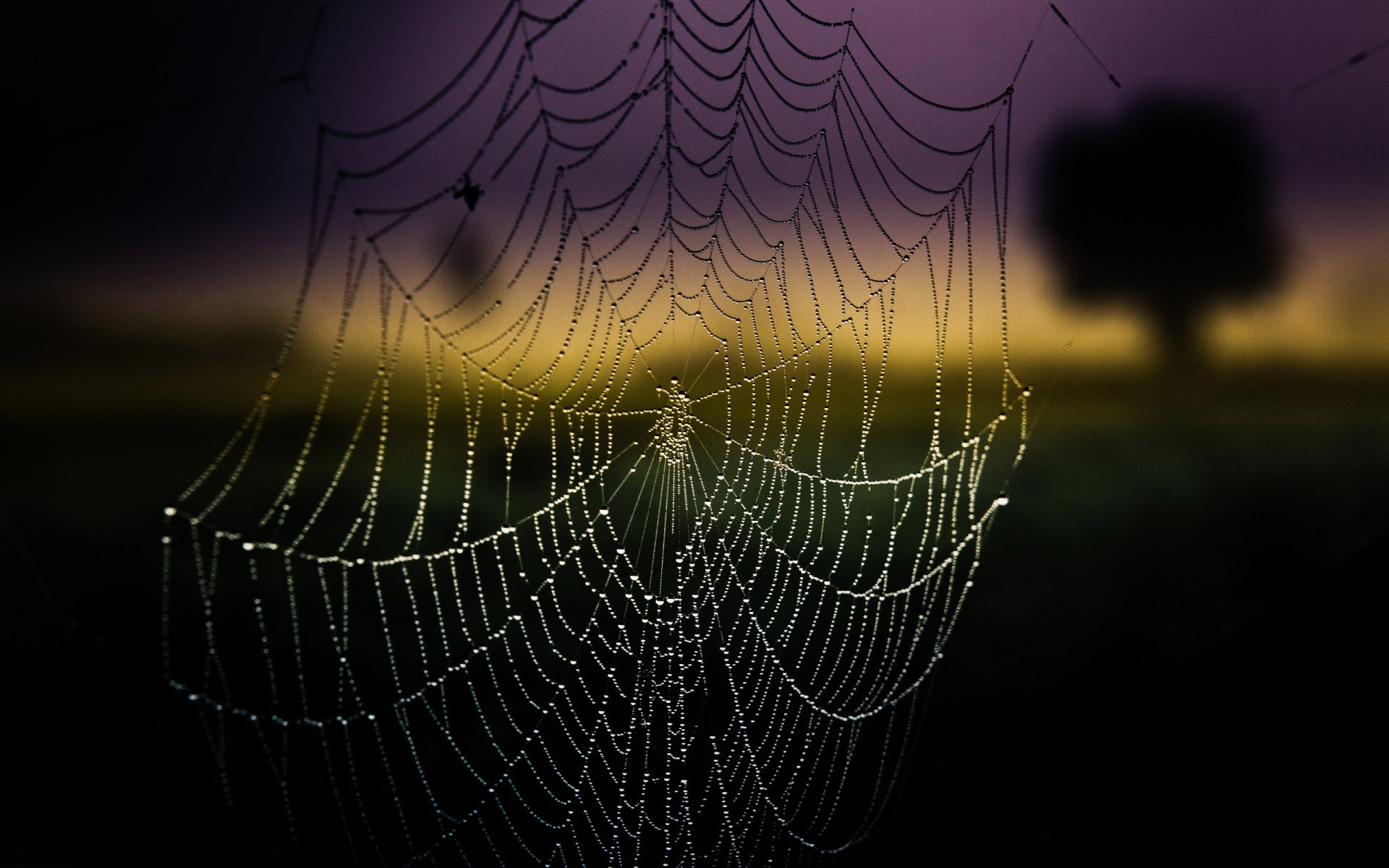 web wallpaper hd,spider web,water,light,atmospheric phenomenon,darkness