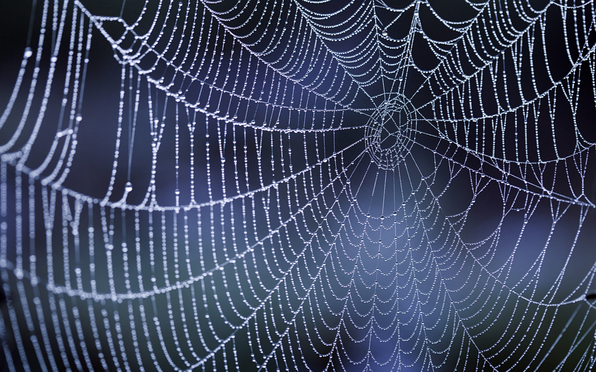 웹 벽지 hd,거미줄,물,무척추 동물,수분,어둠