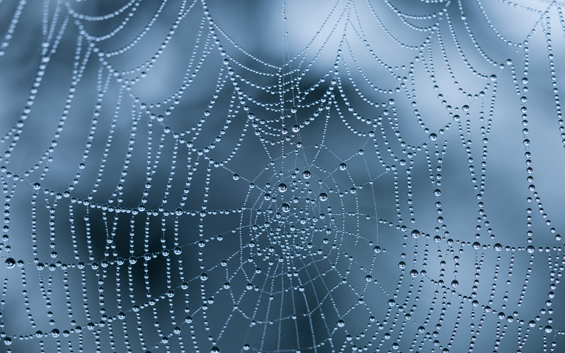 fond d'écran web hd,toile d'araignée,humidité,l'eau,bleu,laissez tomber