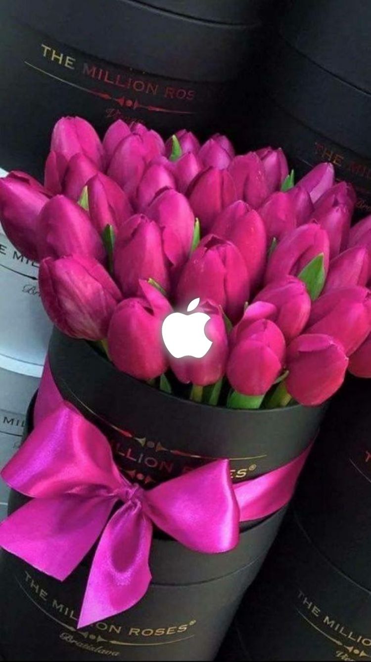 wallpaper for smartphone free download,flower,tulip,pink,petal,plant