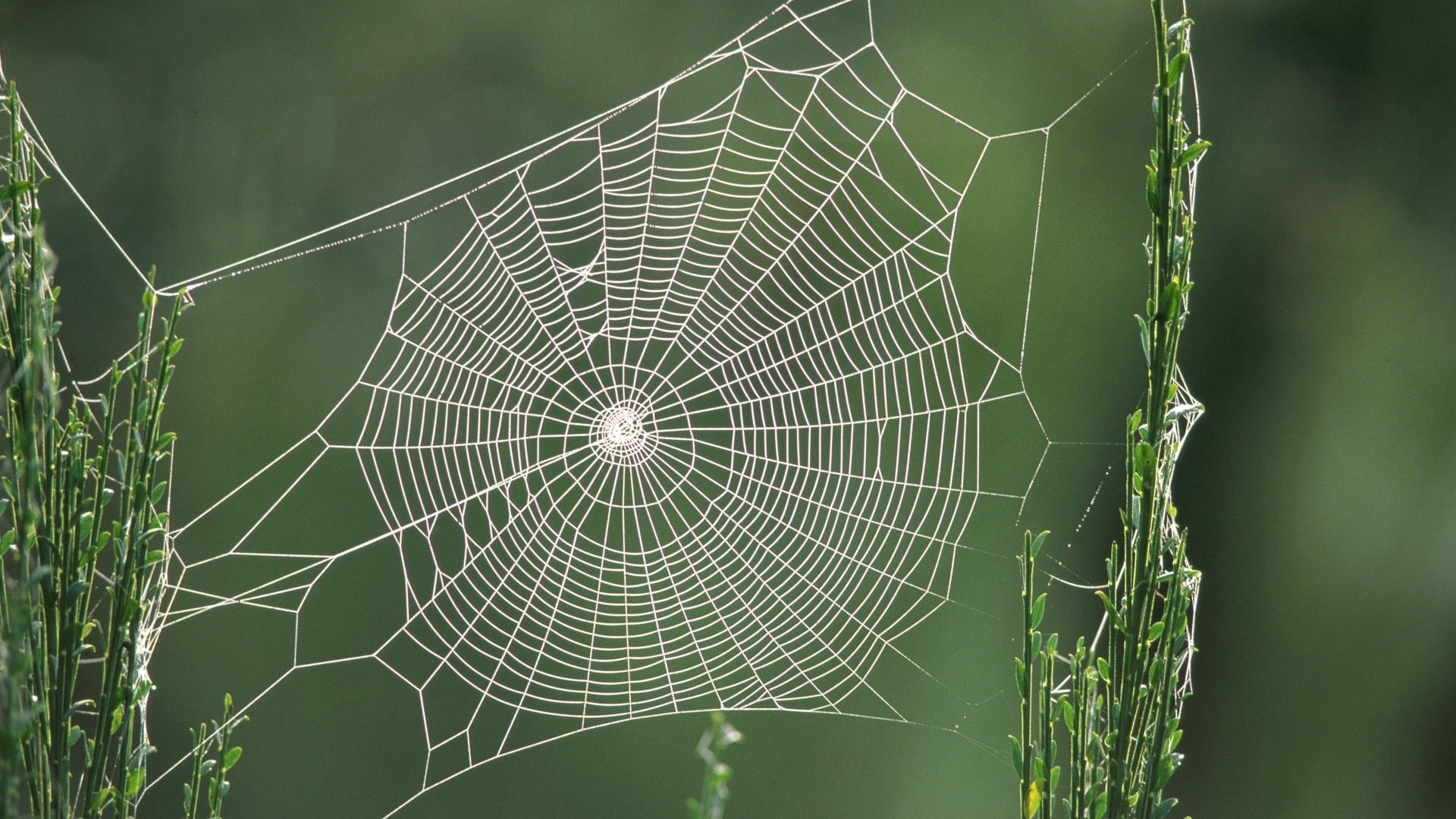 web wallpaper hd,spider web,water,green,atmospheric phenomenon,wildlife