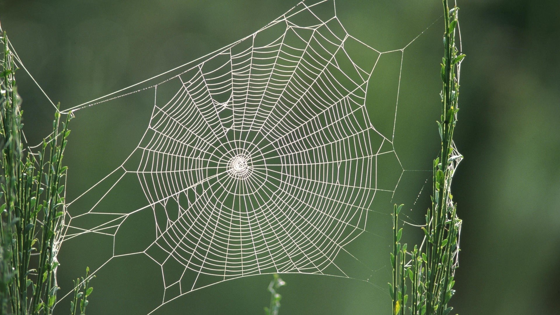 sfondo web hd,ragnatela,acqua,verde,natura,invertebrato