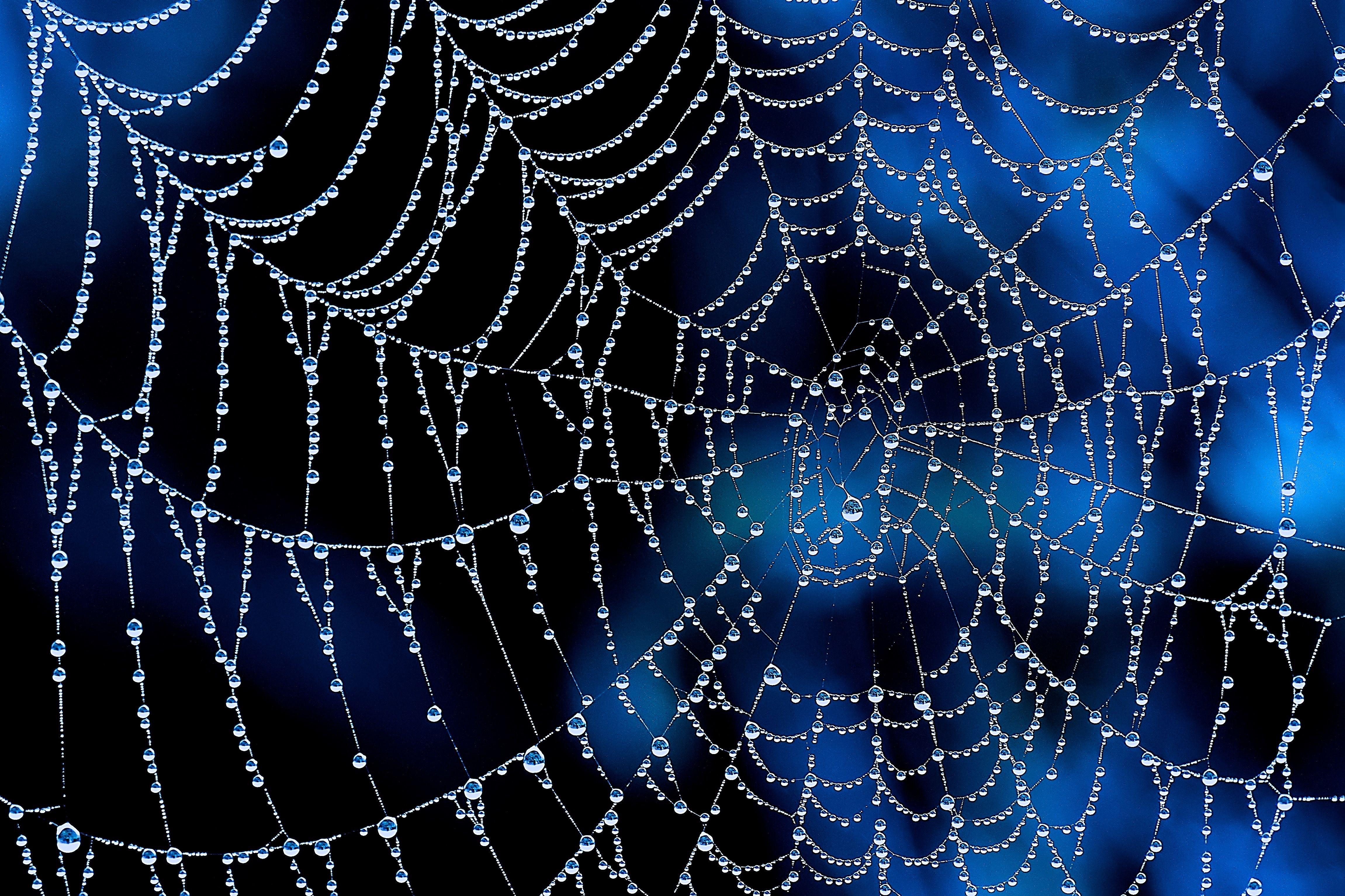 web wallpaper hd,spider web,water,blue,moisture,electric blue