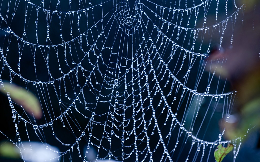 fond d'écran web hd,toile d'araignée,l'eau,humidité,invertébré,fermer