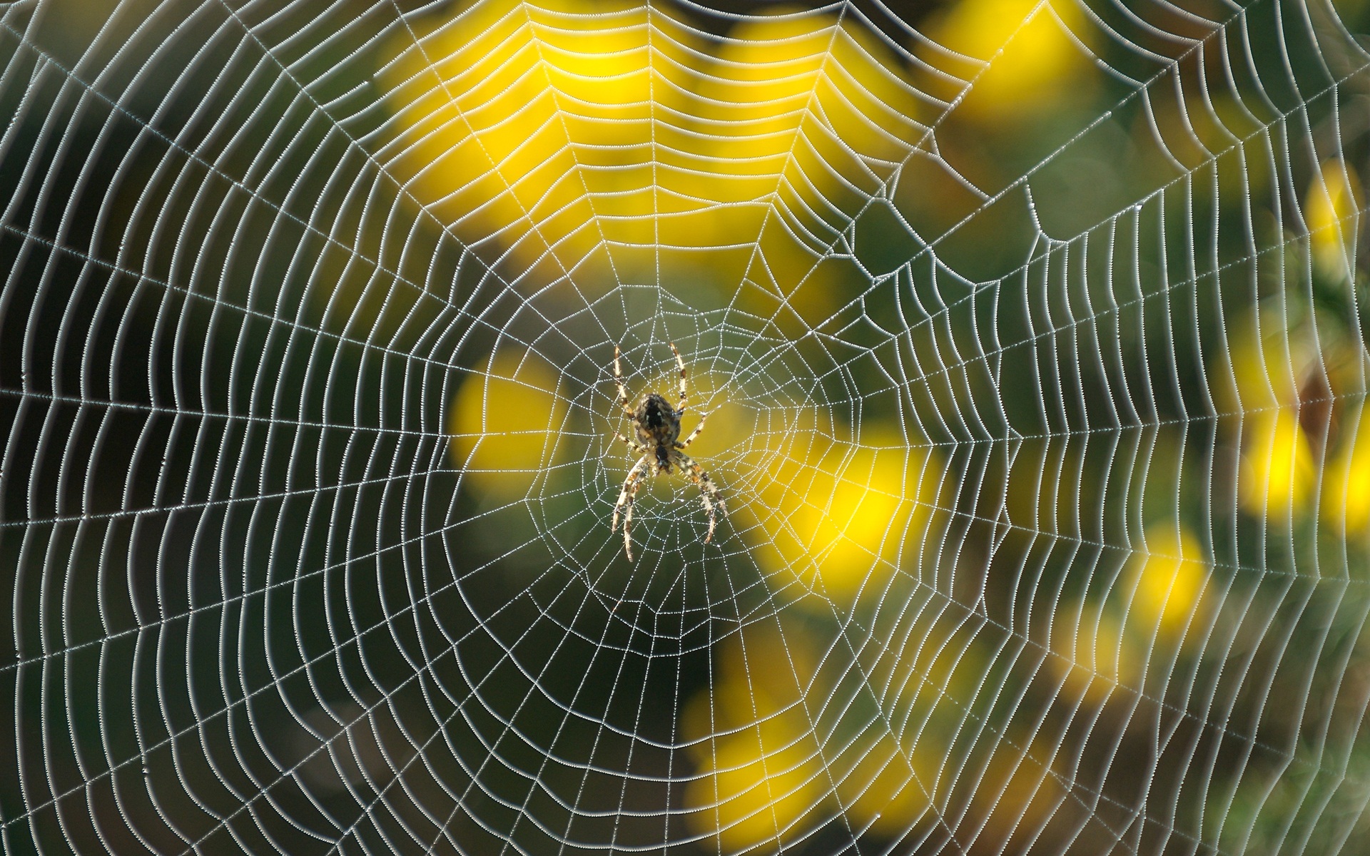ウェブ壁紙hd,クモの巣,黄,水,無脊椎動物,マクロ撮影