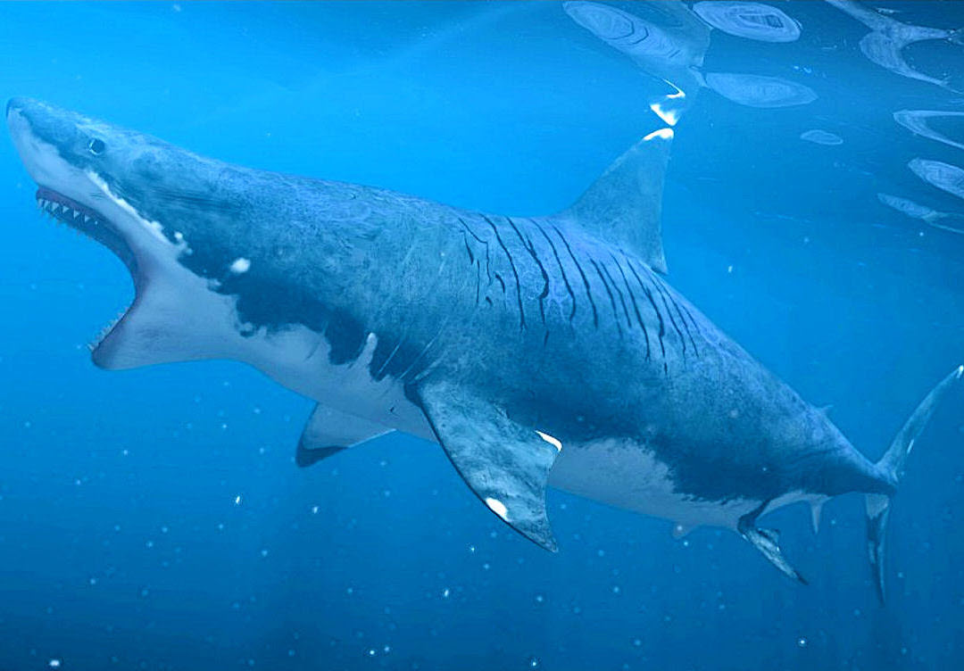 Megalodon shark