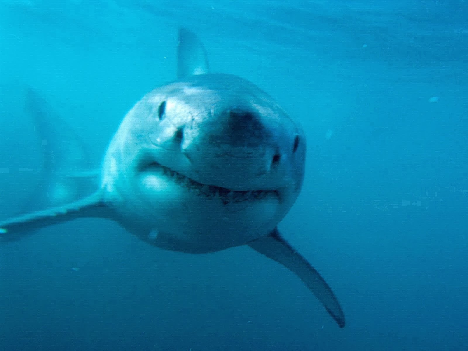 fondo de pantalla de megalodon,pez,pez,gran tiburón blanco,tiburón,biología marina