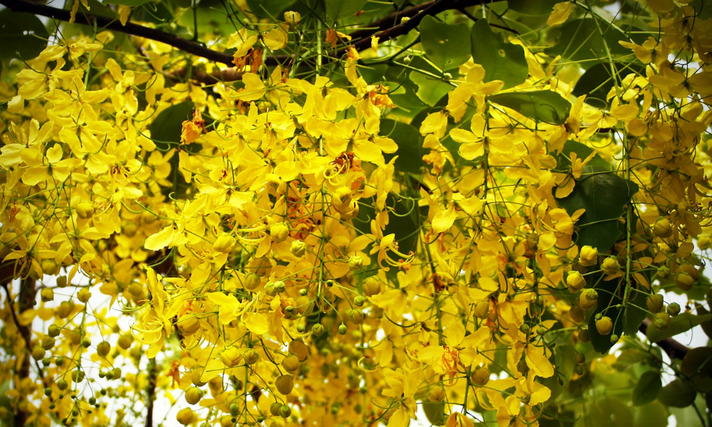 비슈 사진 배경 화면,나무,노랑,꽃,식물,잎