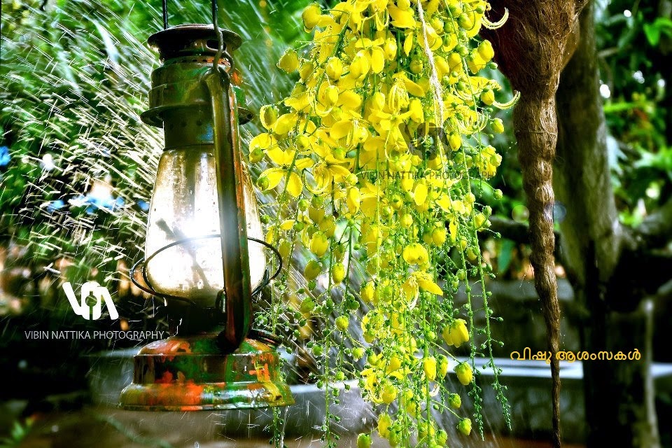 fondo de pantalla de vishu para móvil,naturaleza,planta,flor,amarillo,botella