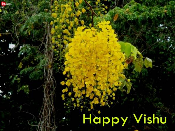 vishu wallpaper for mobile,flower,flowering plant,plant,yellow,shrub