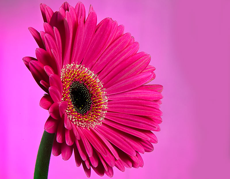 핑크 꽃 벽지 hd,꽃,꽃 피는 식물,이발사 데이지,거베라,분홍