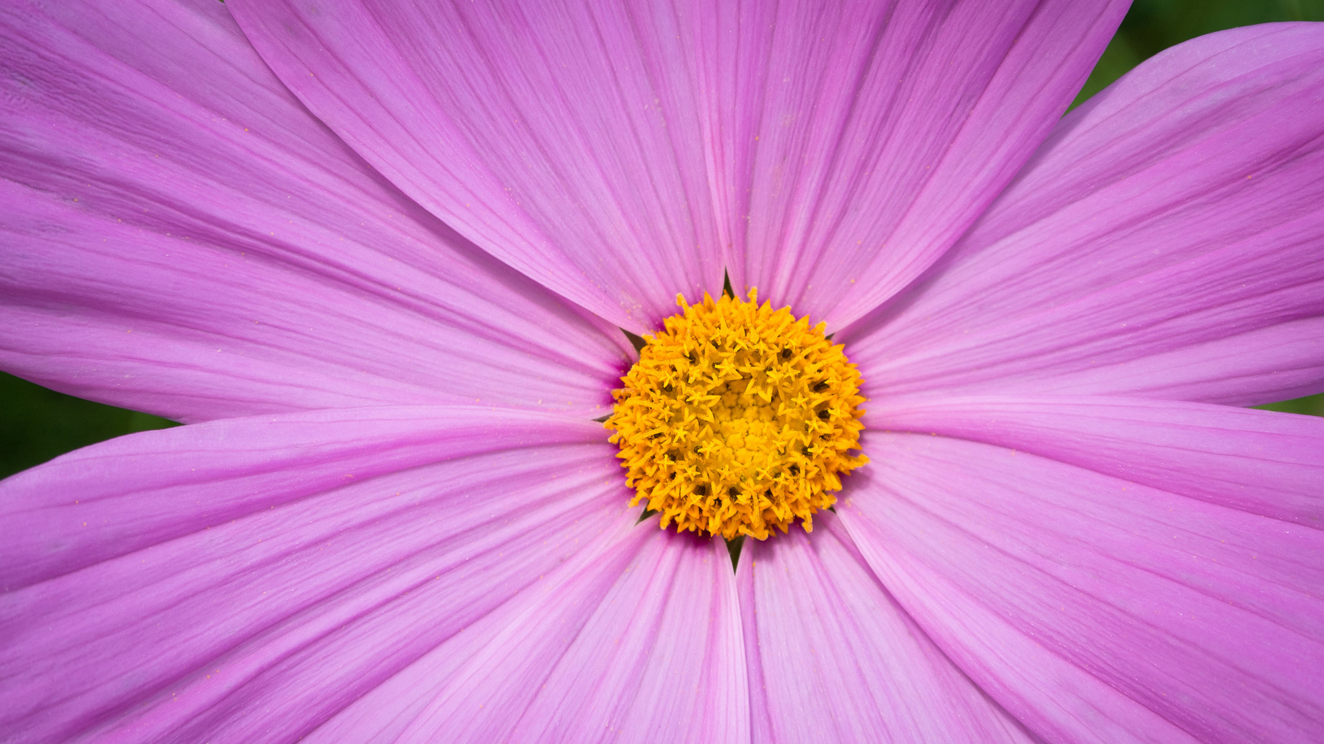 ピンクの花の壁紙のhd,花,開花植物,花弁,ピンク,紫の