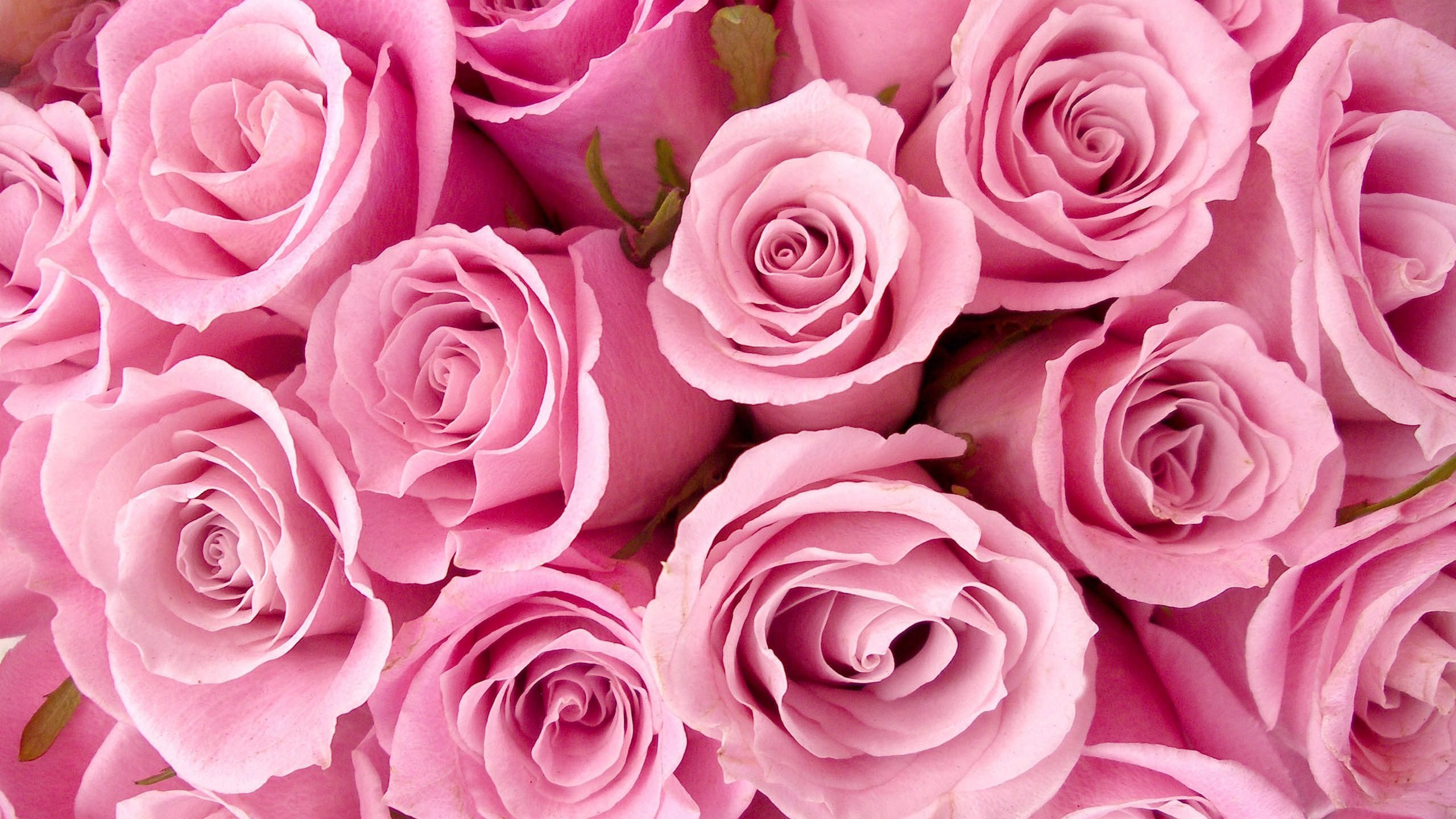 flor rosa fondo de pantalla hd,flor,rosas de jardín,rosa,rosado,floribunda