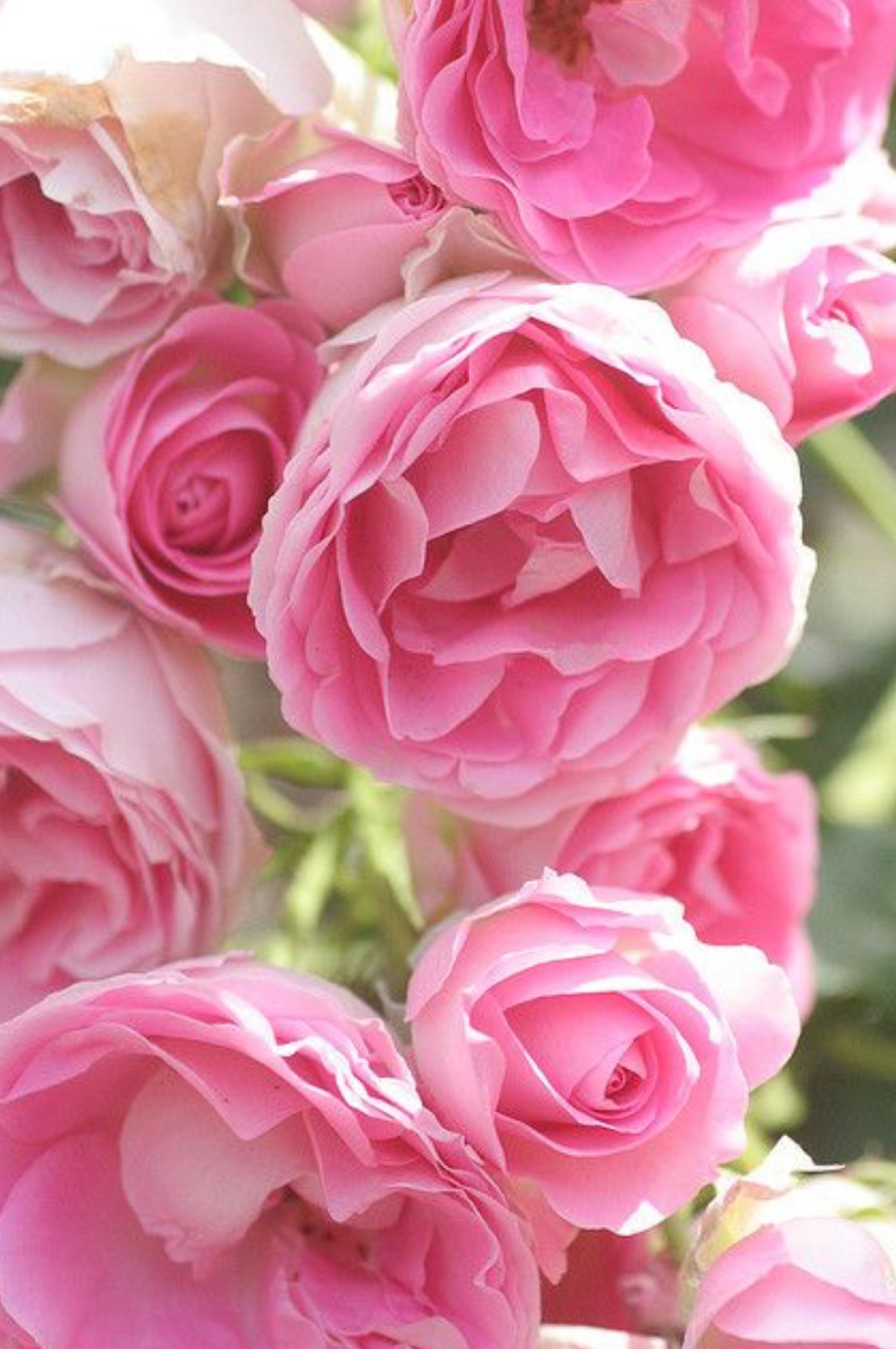 ピンクの花の壁紙のhd,花,庭のバラ,開花植物,ローズ,ピンク