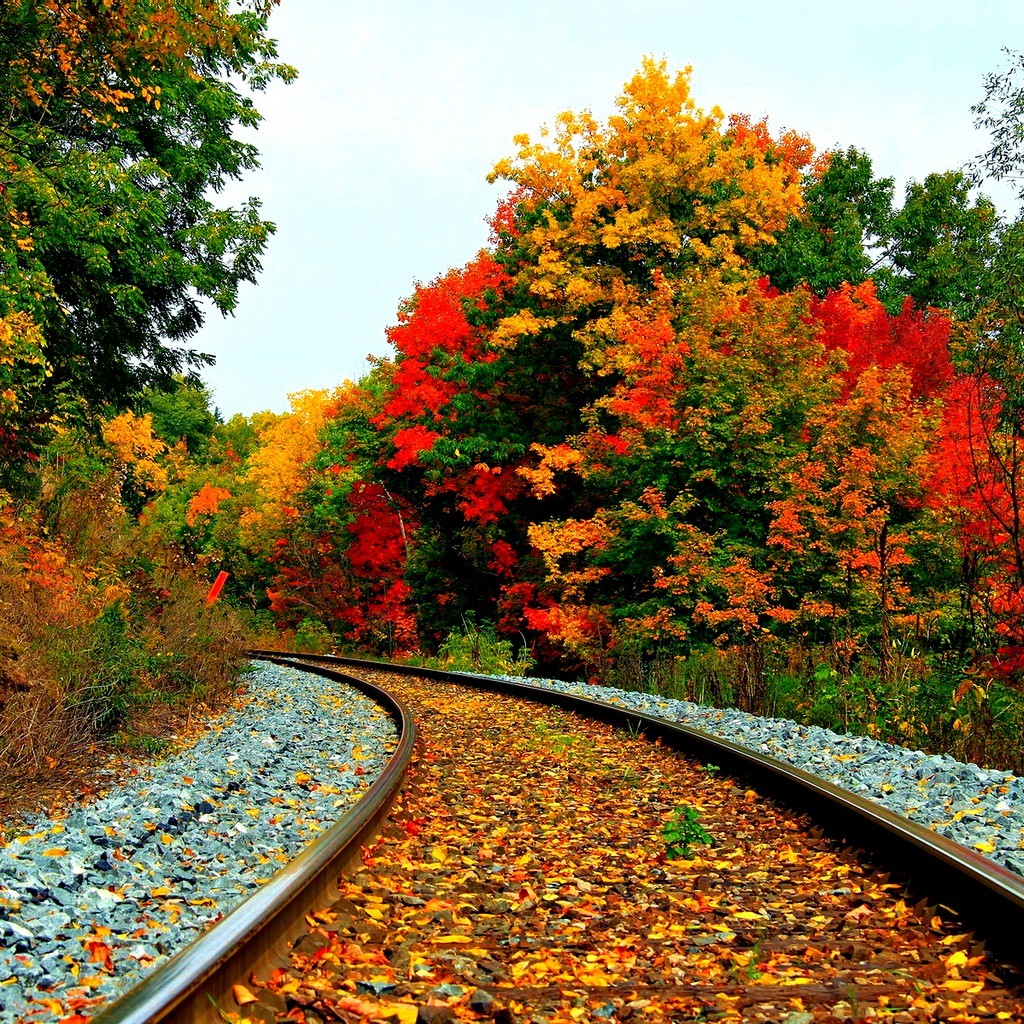 blumenszenerie tapete,natürliche landschaft,baum,natur,herbst,blatt