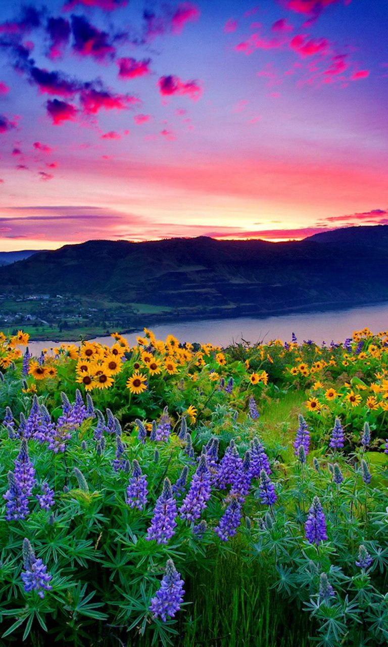 blumenszenerie tapete,natürliche landschaft,natur,blume,lavendel,wildblume