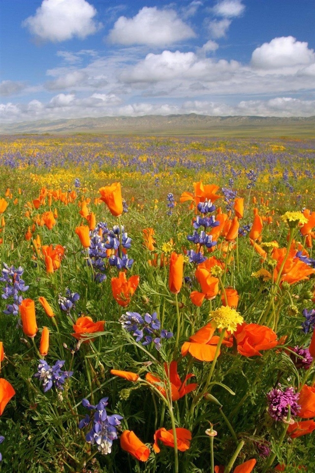 flower scenery wallpaper,flower,meadow,wildflower,prairie,natural landscape