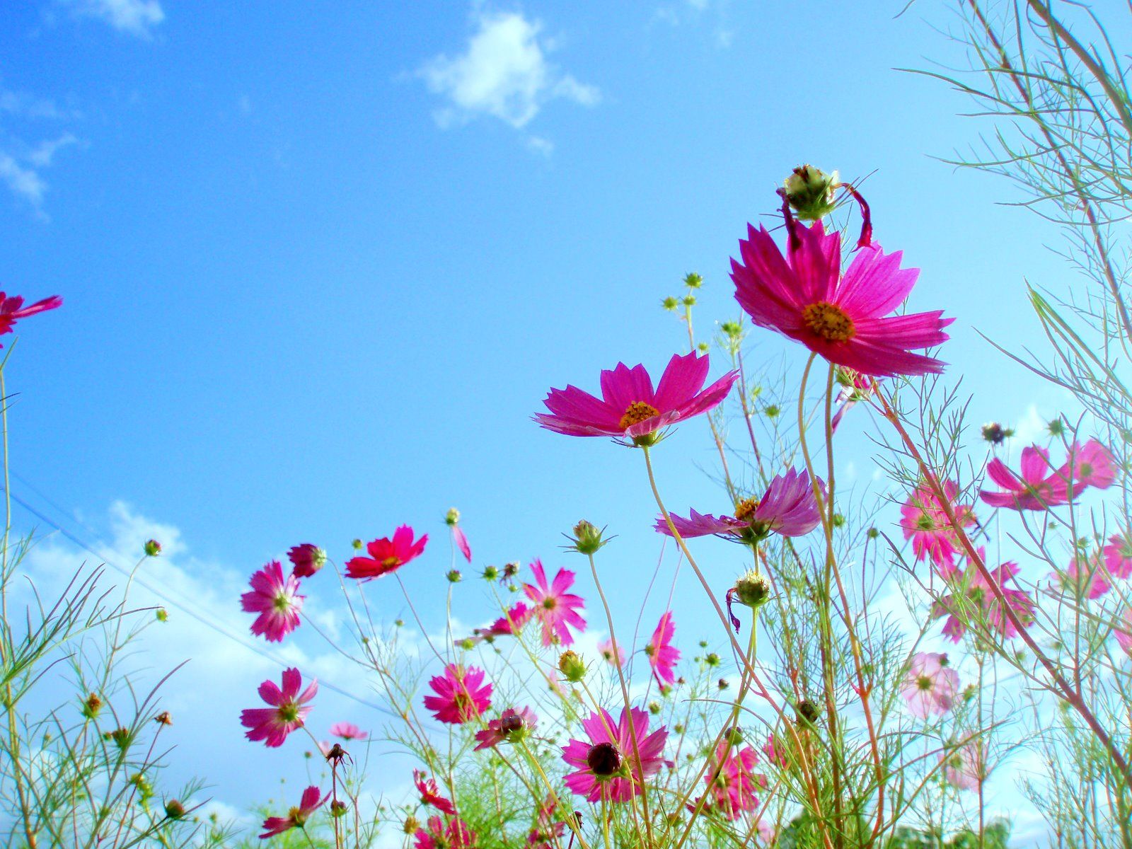 flower scenery wallpaper,flower,flowering plant,plant,nature,garden cosmos