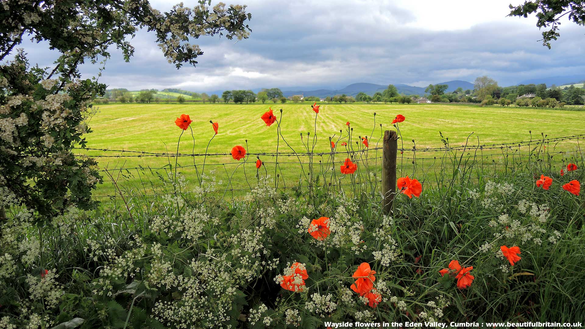 blumenszenerie tapete,blume,feld,pflanze,wiese,wiese