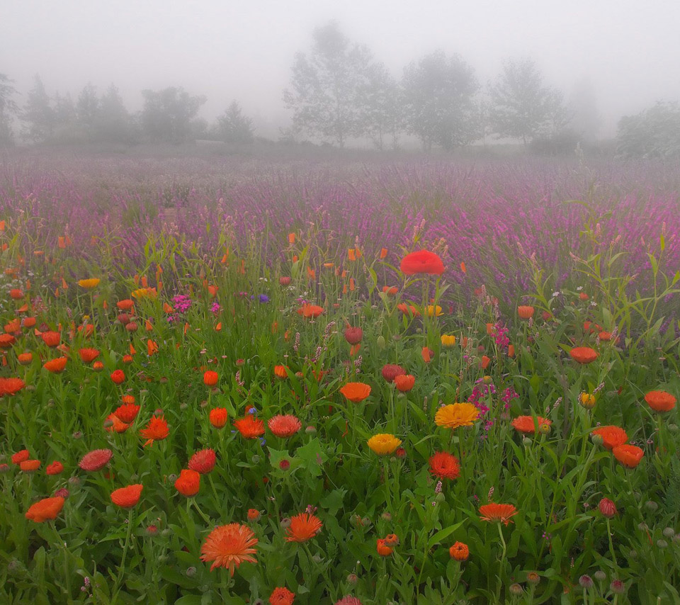 flower scenery wallpaper,flower,meadow,natural landscape,plant,natural environment