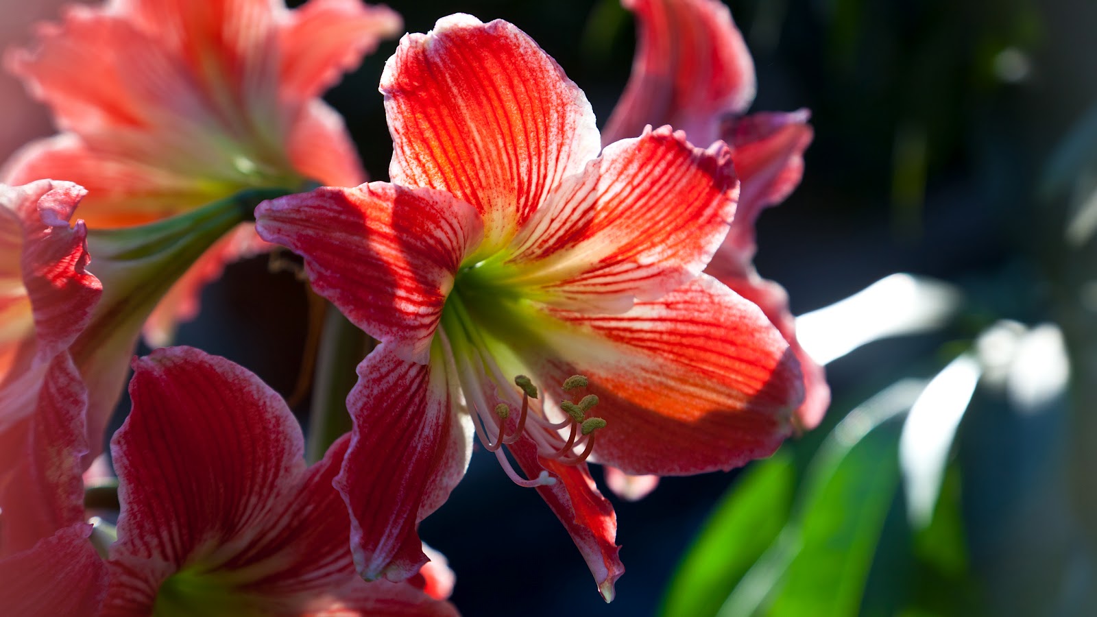 花の風景の壁紙,花,開花植物,花弁,工場,ゆり