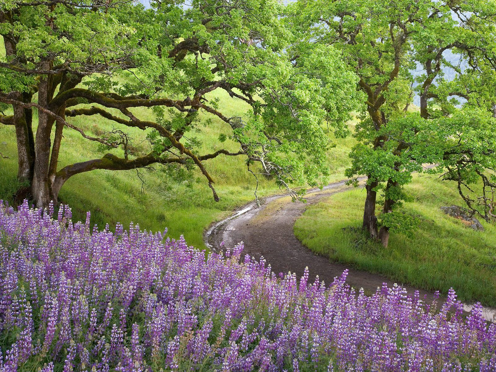 ハイキング壁紙愛,自然の風景,ラベンダー,自然,花,工場