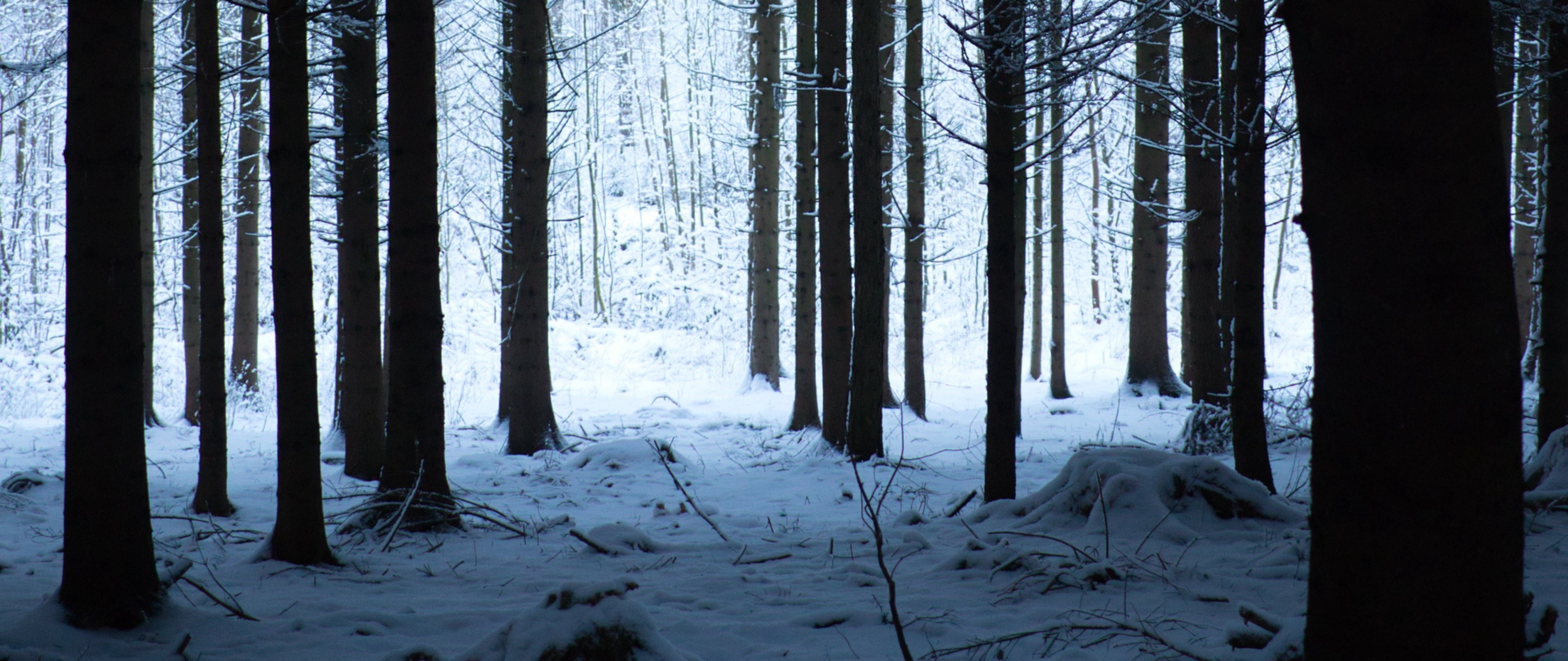 ハイキング壁紙愛,木,雪,冬,森林,自然
