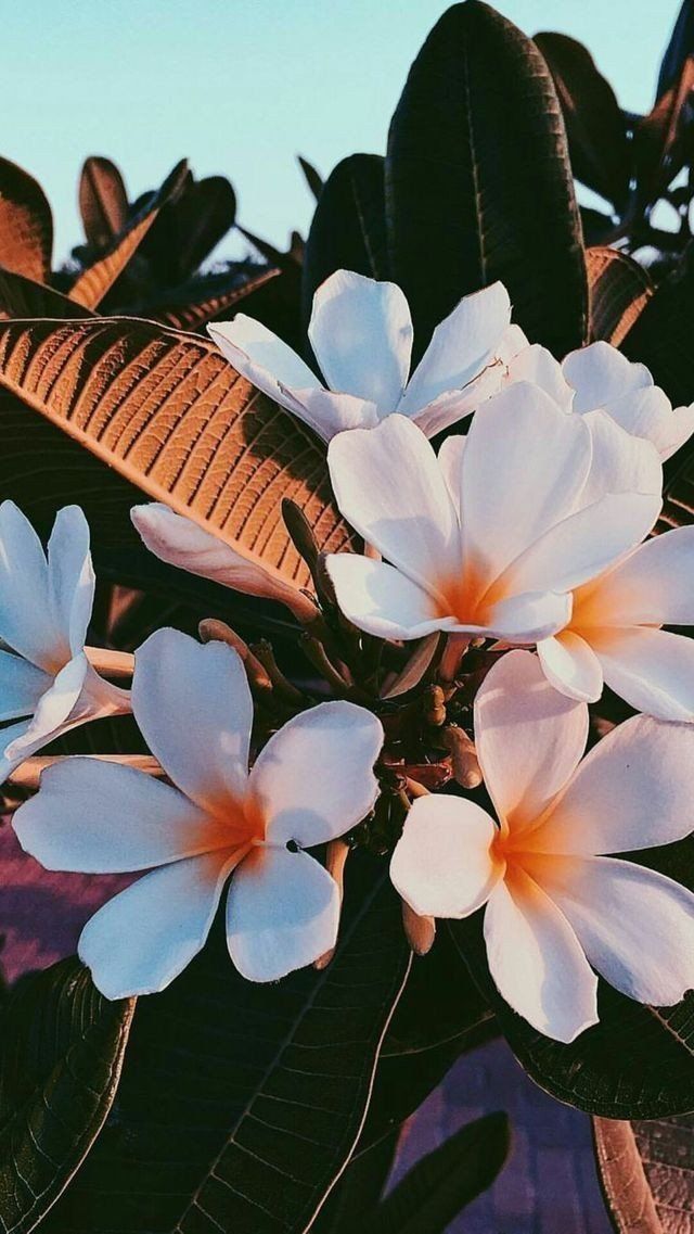 hike wallpaper love,flower,frangipani,petal,plant,botany