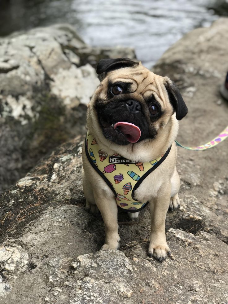 하이킹 배경 사랑,개,이긴 흙,주둥이,반려견,엷은 황갈색