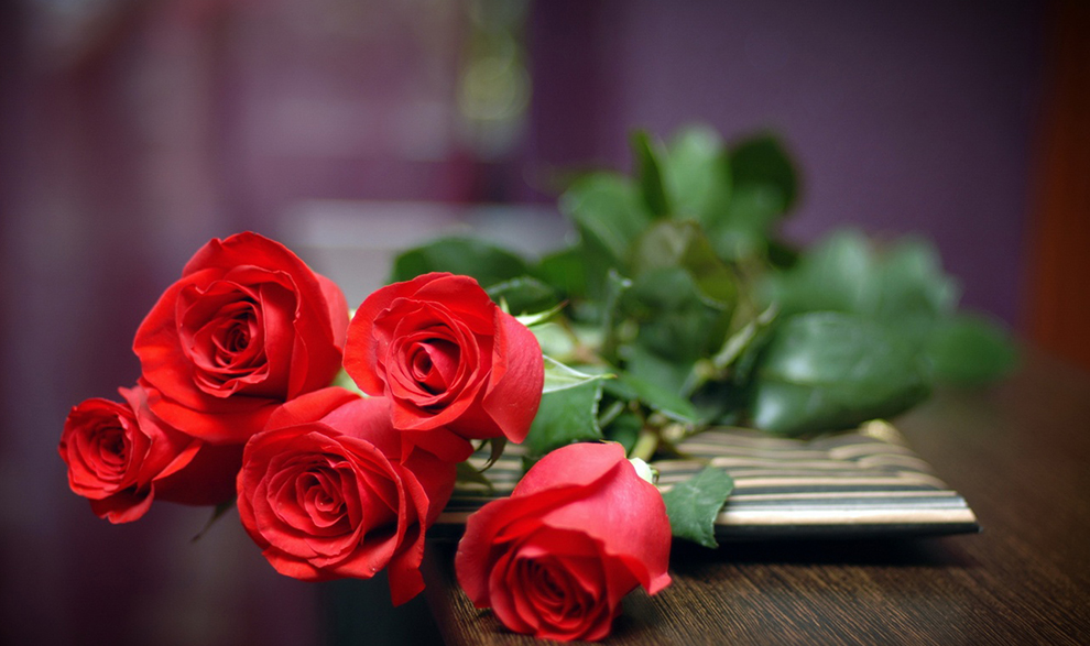 novia impresionar fondo de pantalla,rosas de jardín,rojo,flor,rosa,pétalo