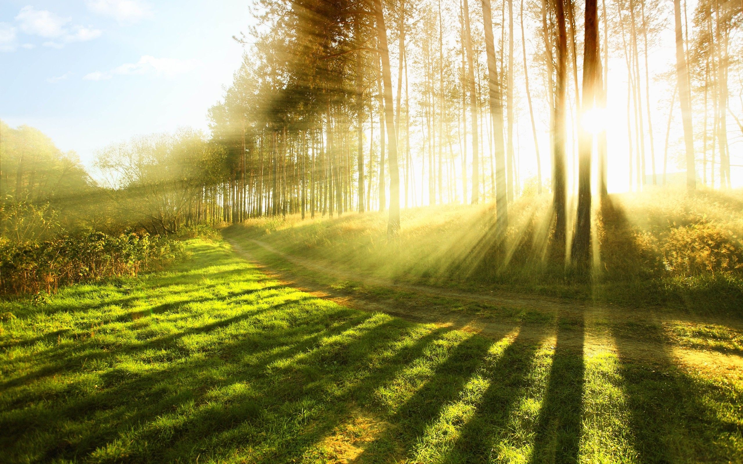 caminata fondos de pantalla amor,paisaje natural,naturaleza,luz del sol,árbol,ligero