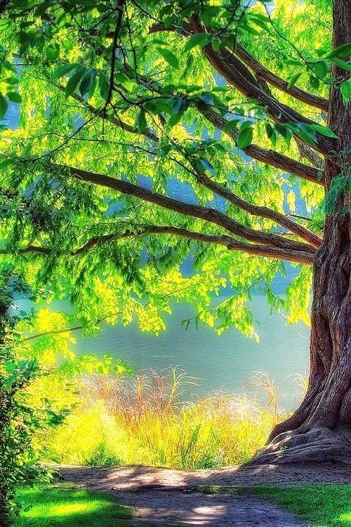 ハイキング壁紙愛,自然の風景,自然,木,緑,森林