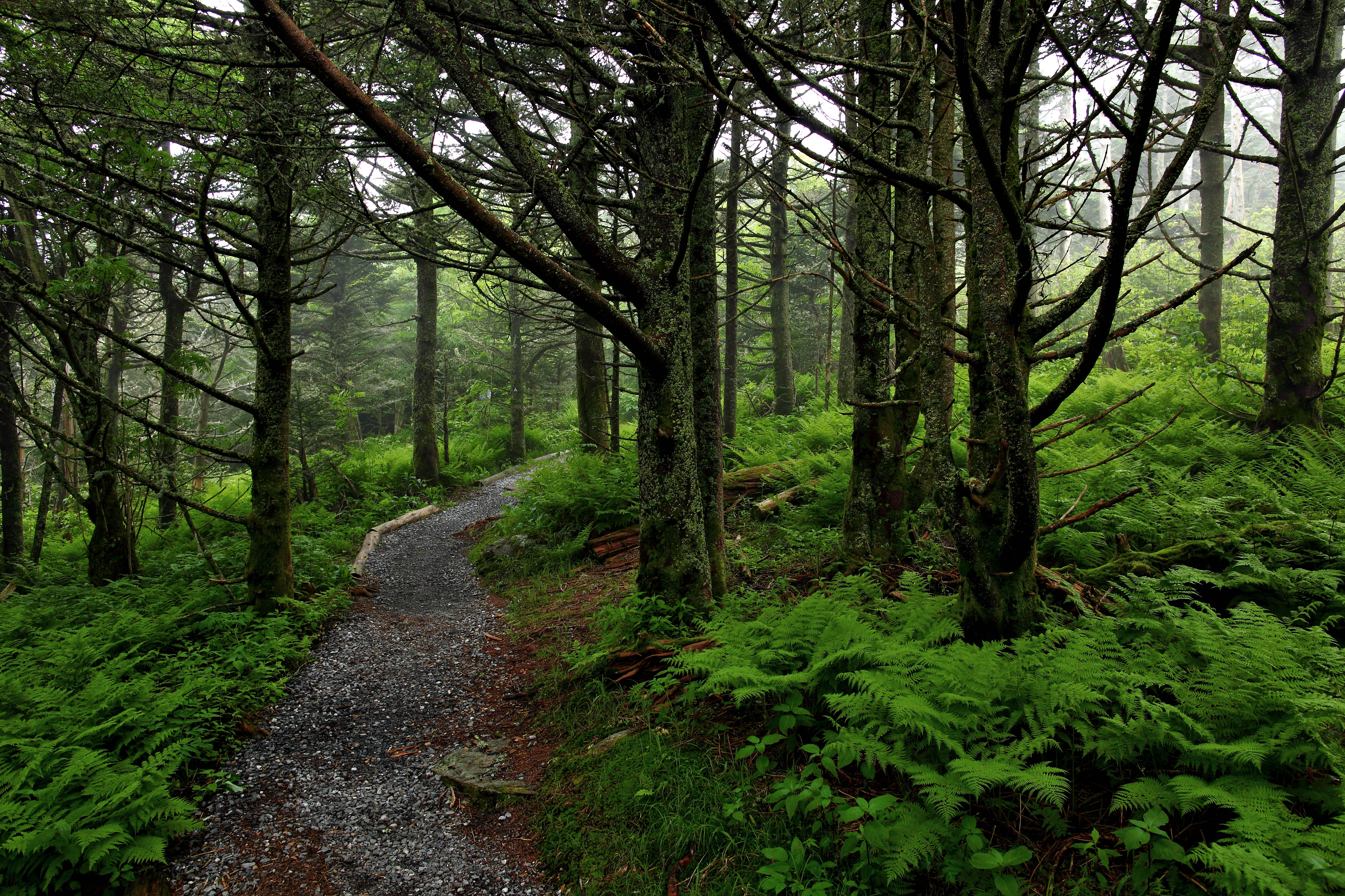 hike wallpaper love,forest,natural landscape,tree,woodland,nature