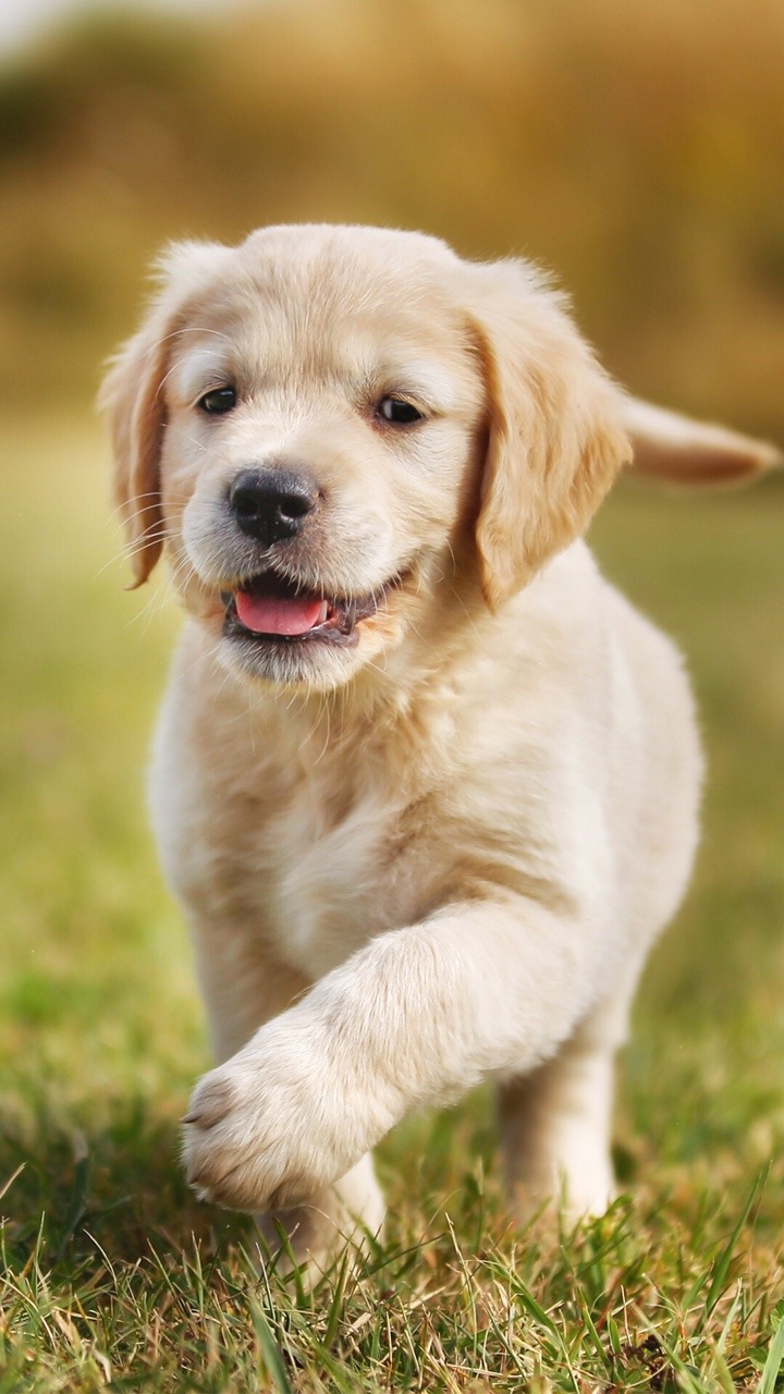 inglés bf fondo de pantalla,perro,perrito,golden retriever,perro de compañía
