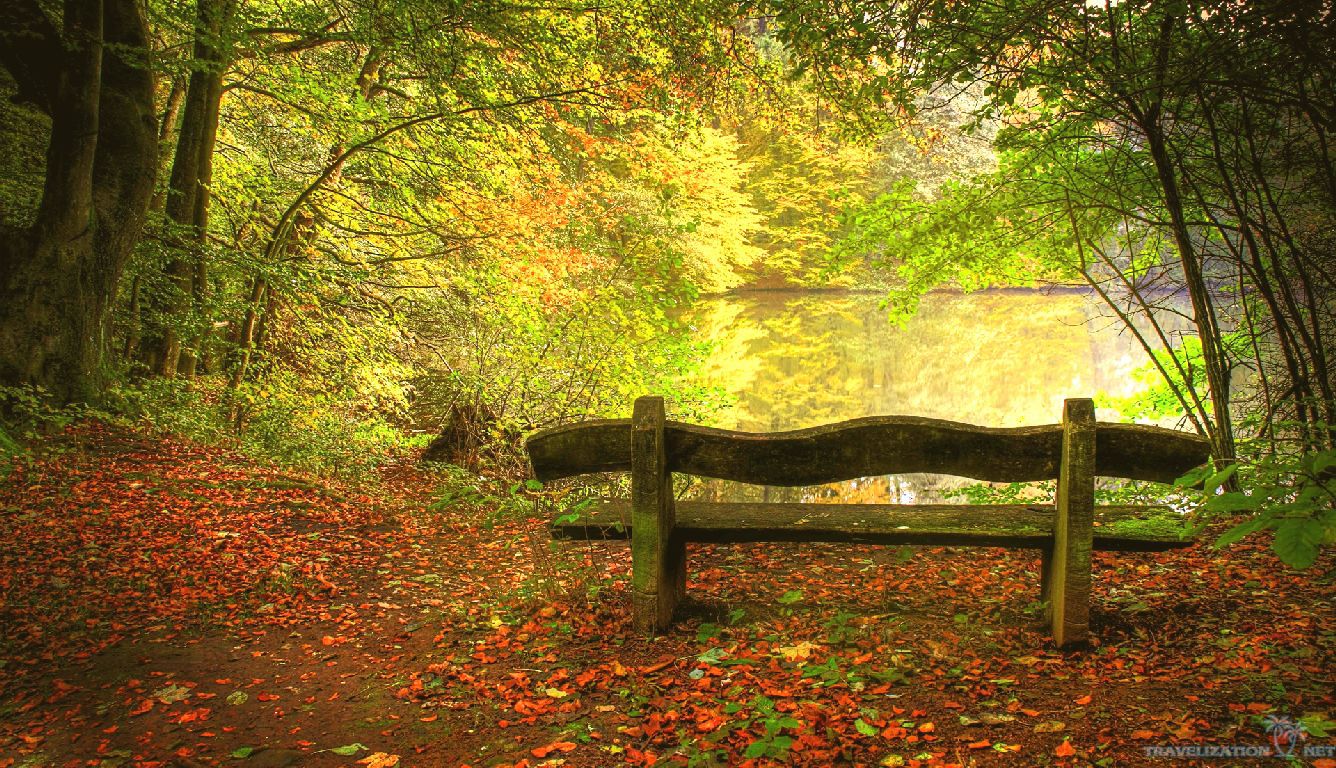 tapete 1336x768,natürliche landschaft,natur,baum,blatt,wald