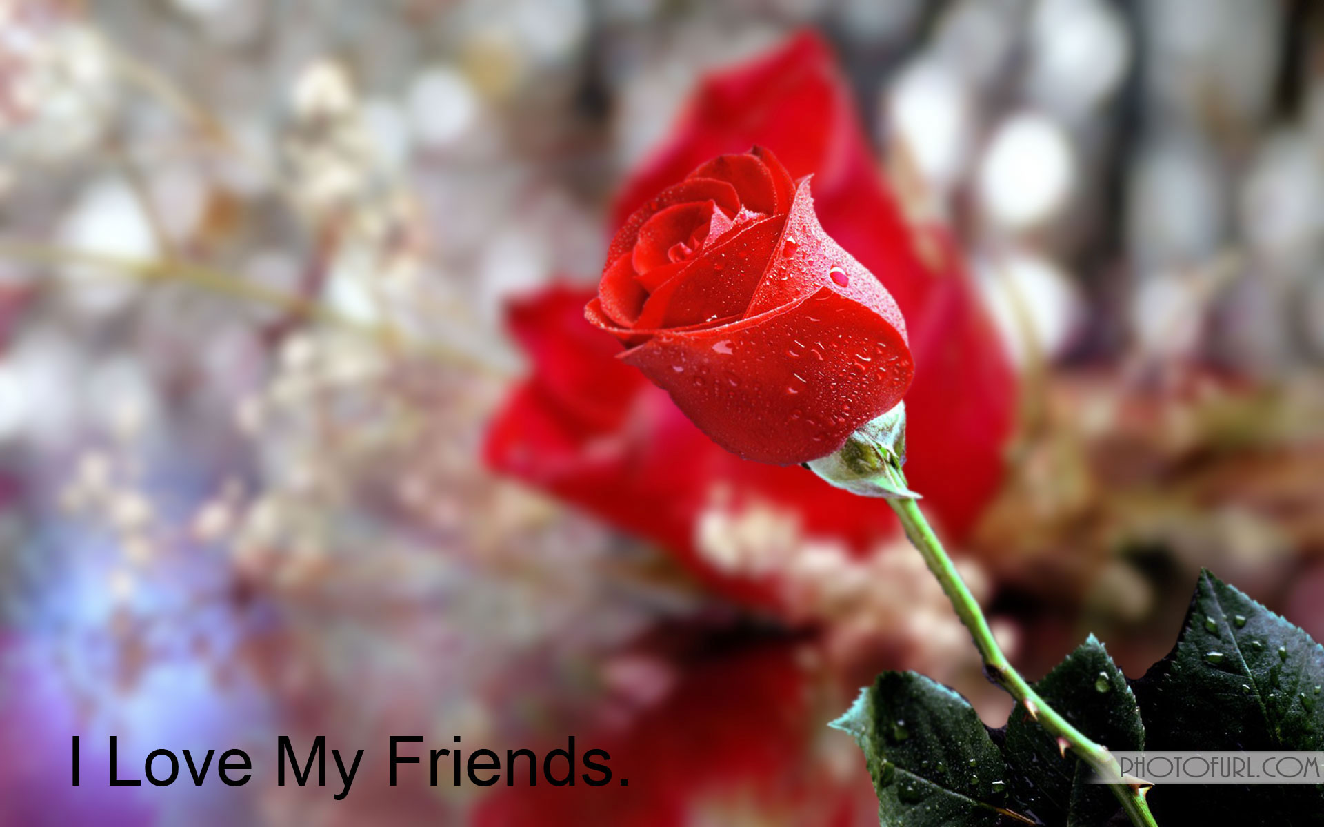beautiful wallpapers of friendship love,flower,garden roses,red,petal,nature
