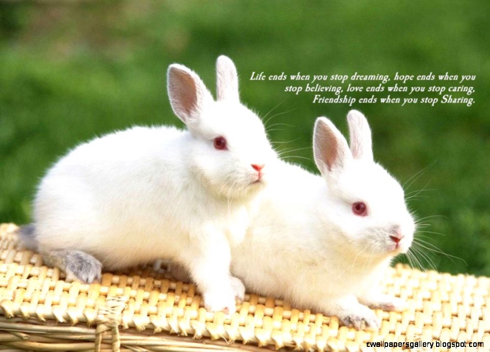 beautiful wallpapers of friendship love,rabbit,vertebrate,domestic rabbit,rabbits and hares,mammal