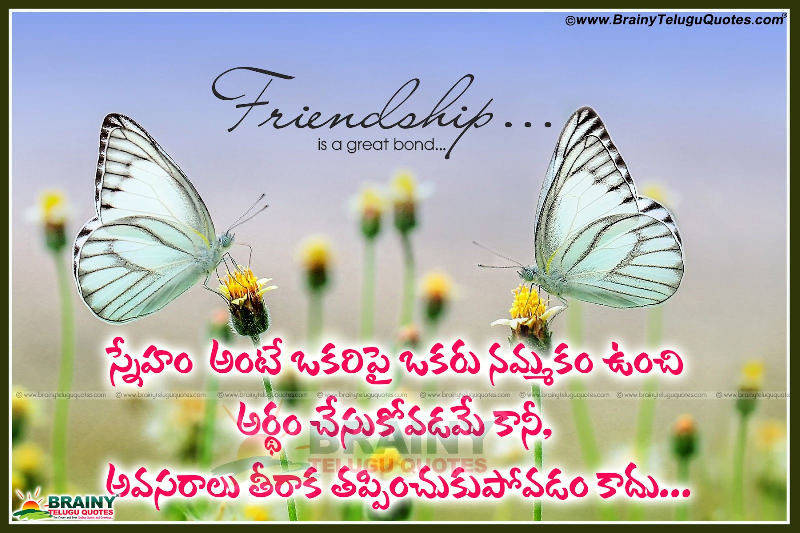 nice wallpapers of friendship,butterfly,insect,moths and butterflies,invertebrate,pollinator
