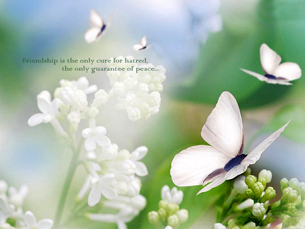 schöne tapeten der freundschaftsliebe,blume,pflanze,blütenblatt,frühling,schriftart