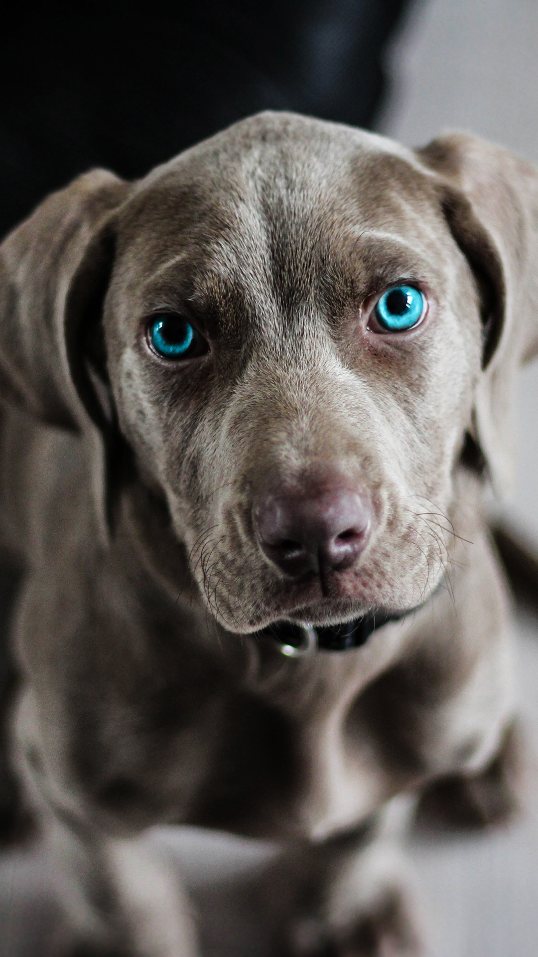 fondo de pantalla móvil de amigos,perro,weimaraner,labrador retriever,grupo deportivo,hocico