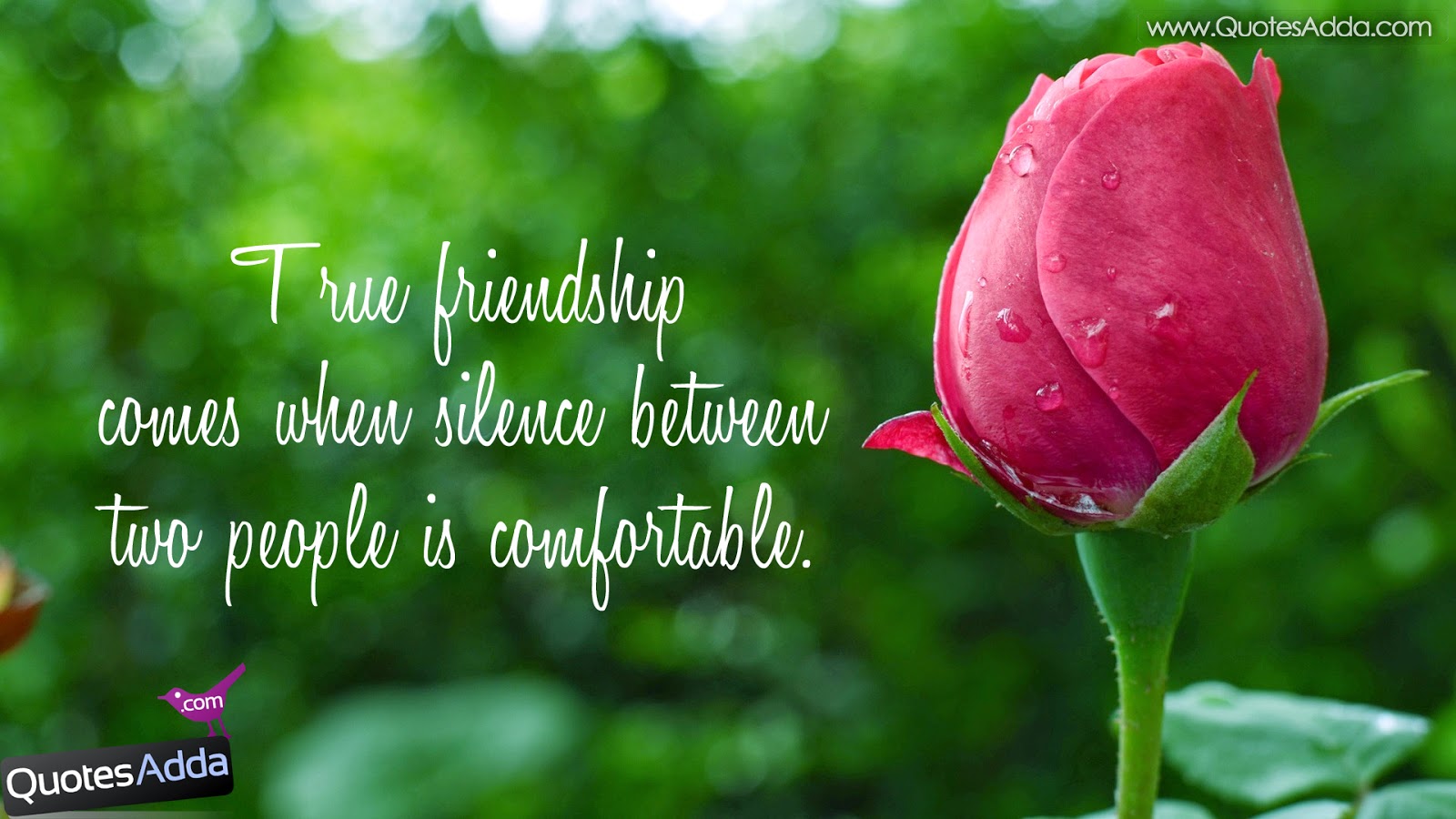 good friends wallpaper,flower,bud,pink,petal,plant