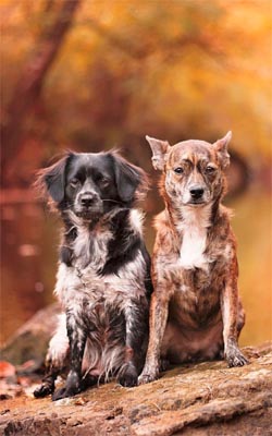 friends mobile wallpaper,vertebrate,mammal,canidae,dog breed,dog