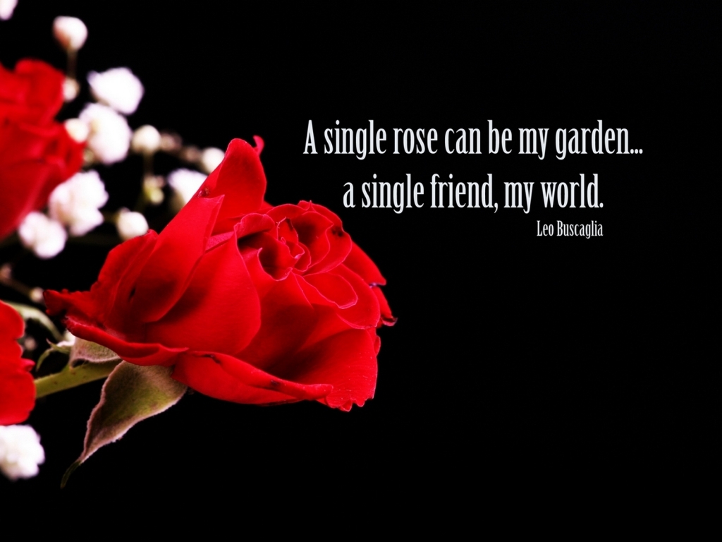 scarica lo sfondo di amore e amicizia,rosso,petalo,amore,san valentino,rose da giardino