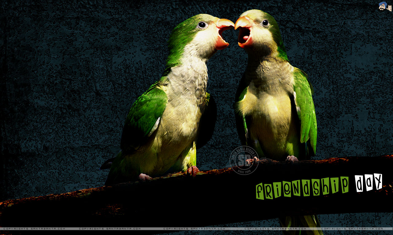 sweet wallpapers for friends,bird,vertebrate,parrot,beak,lovebird