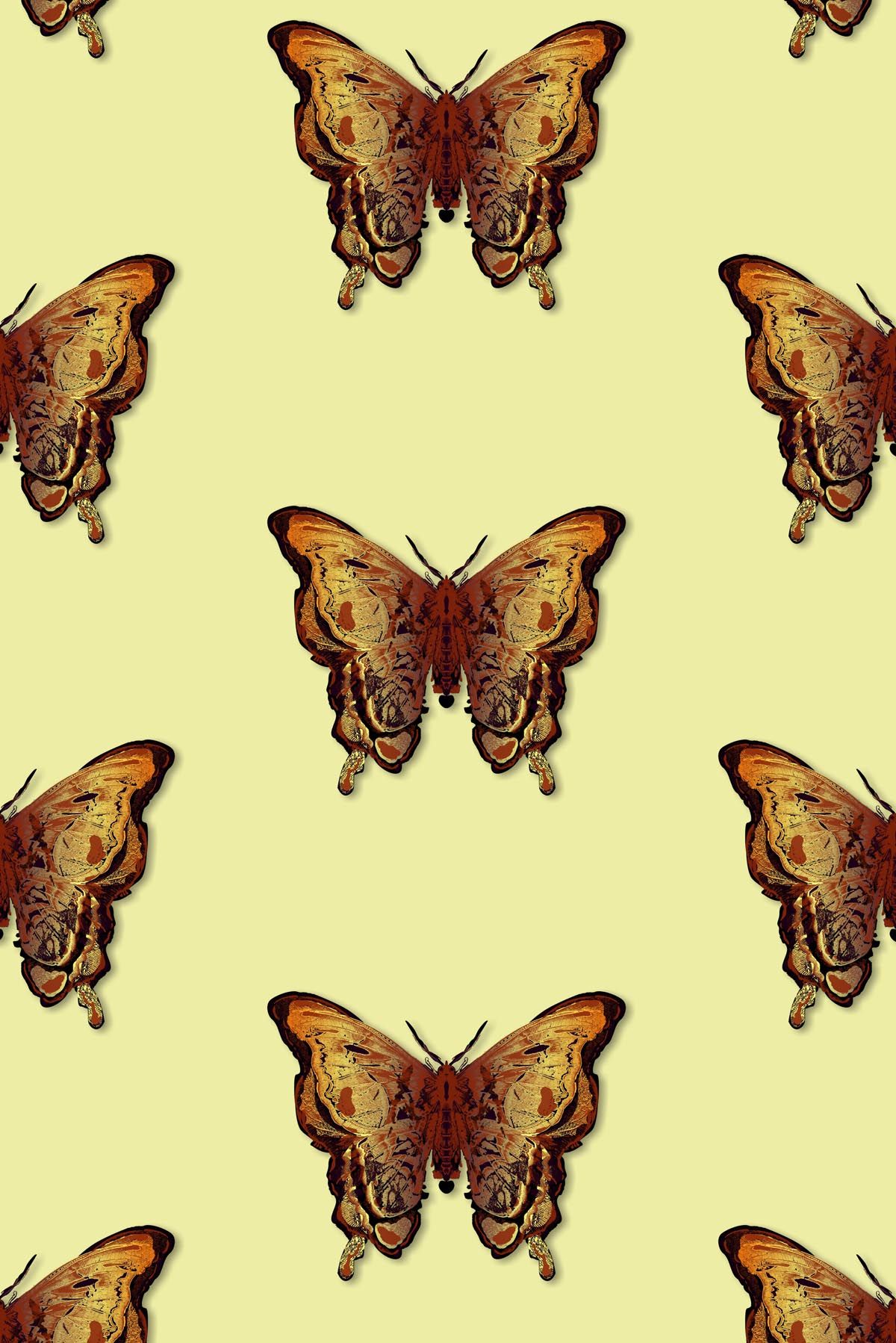 carta da parati besties,falene e farfalle,la farfalla,cynthia subgenus,insetto,falena