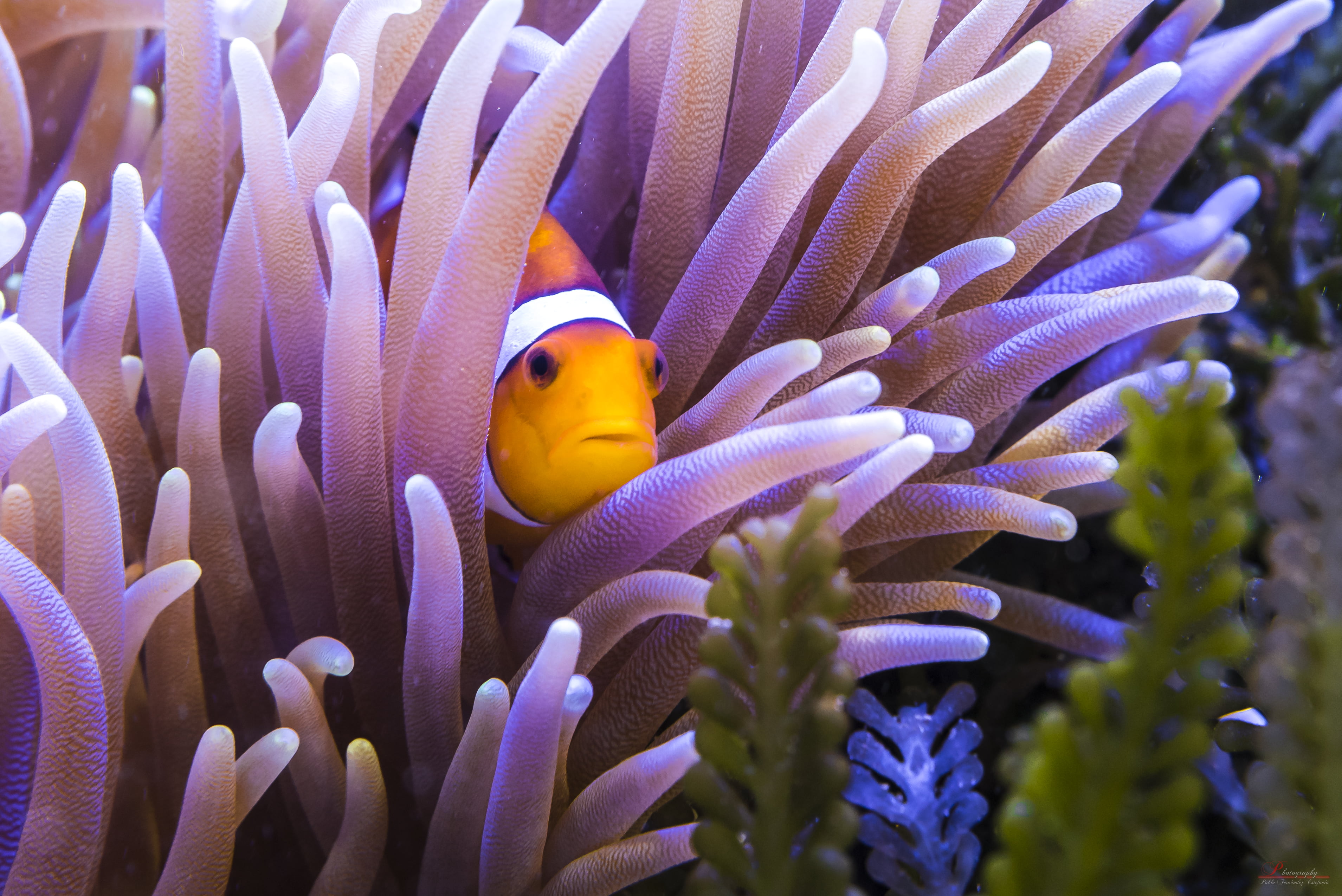 clown tapete hd,fisch,anemonenfisch,pomacentridae,clownfisch,fisch