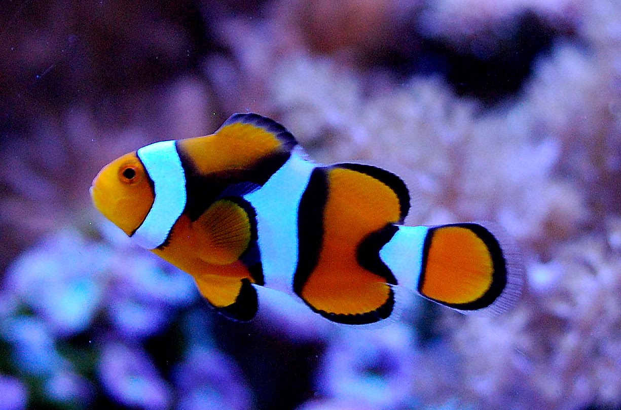 clown fish wallpaper,pomacentridae,fish,anemone fish,clownfish,fish