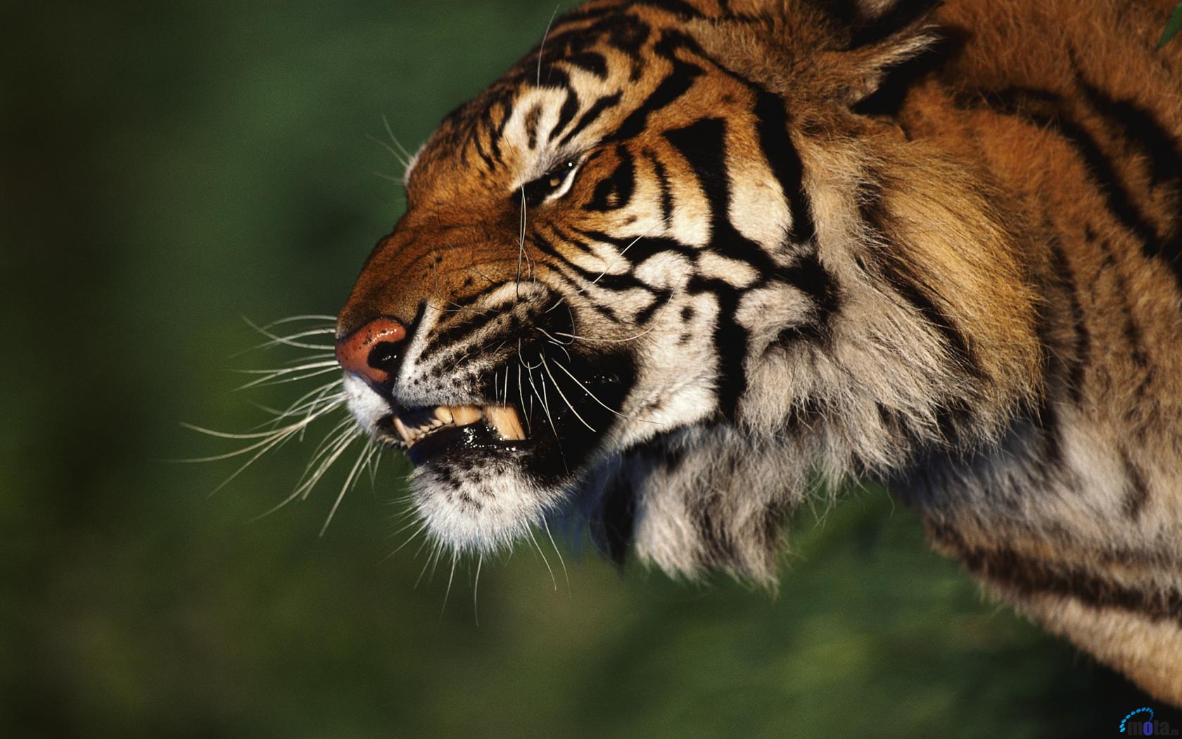 schreckliche tapeten,tiger,tierwelt,bengalischer tiger,schnurrhaare,landtier
